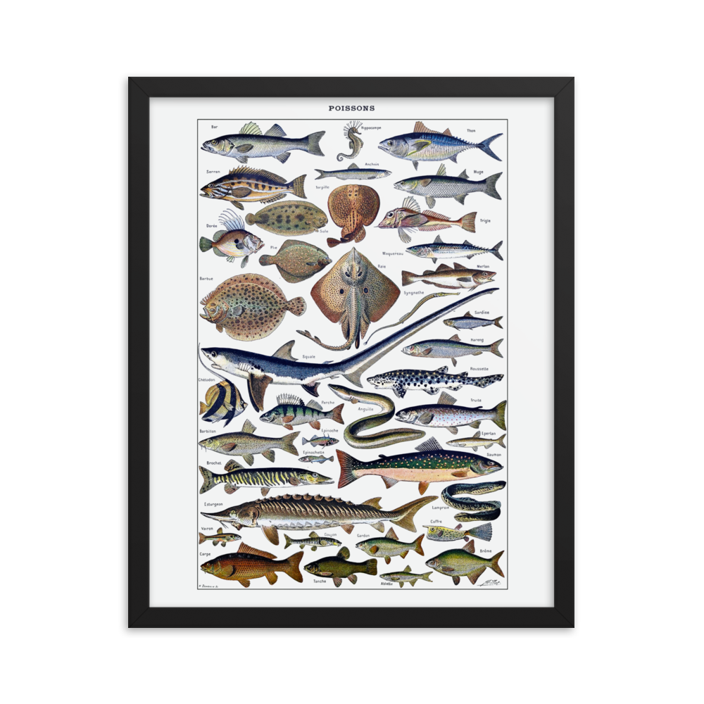 Fish print-Black-16″×20″-Bootlg