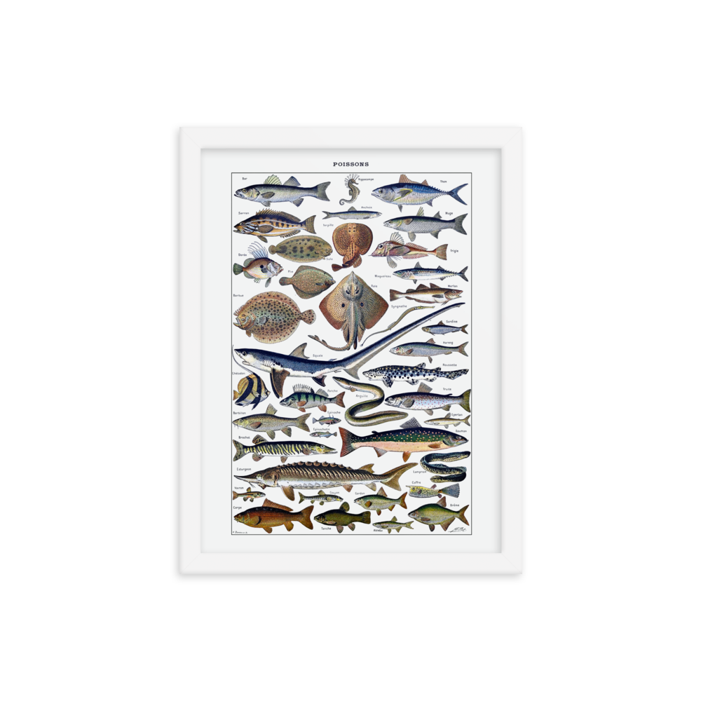 Fish print-White-12″×16″-Bootlg