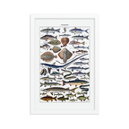 Fish print-White-12″×18″-Bootlg