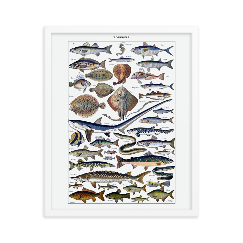 Fish print-White-16″×20″-Bootlg