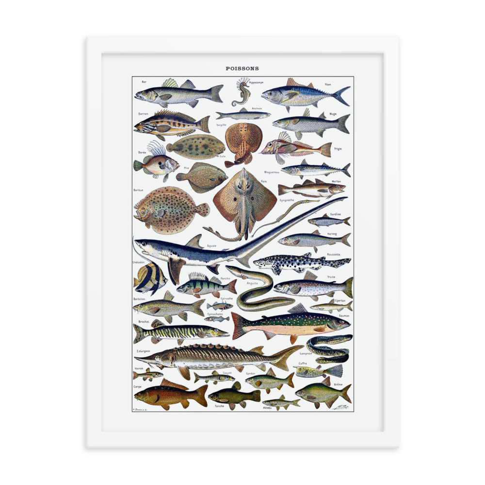 Fish print-White-18″×24″-Bootlg