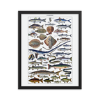 Fish print-Black-16″×20″-Bootlg