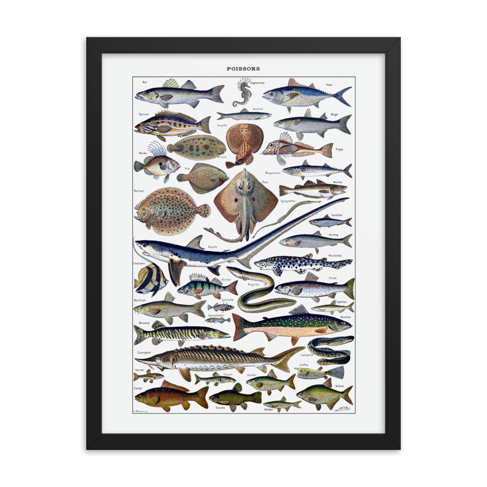 Fish print-Black-18″×24″-Bootlg