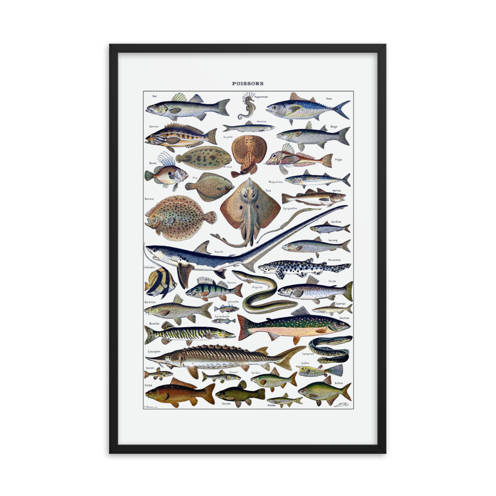 Fish print-Black-24″×36″-Bootlg