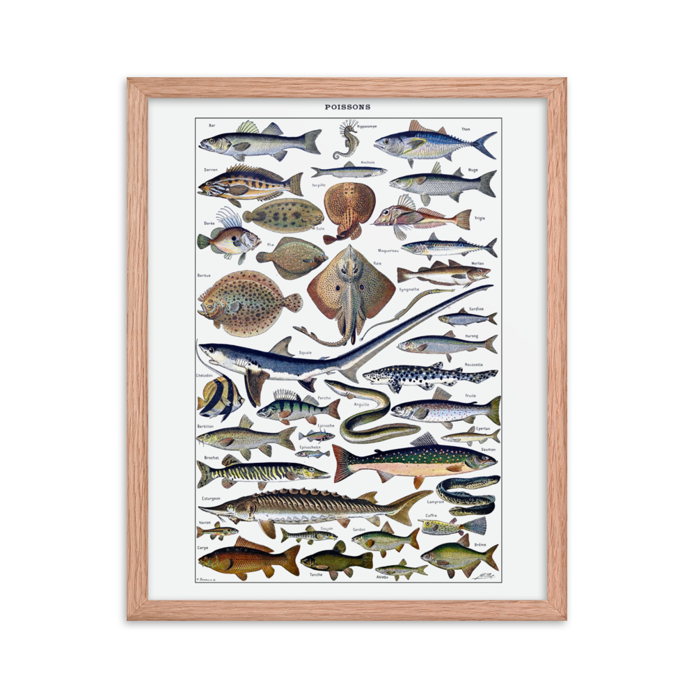 Fish print-Red Oak-16″×20″-Bootlg