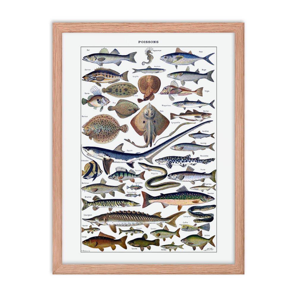 Fish print-Red Oak-18″×24″-Bootlg